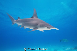 Bahamas with my new D850 by Chuck Slater 